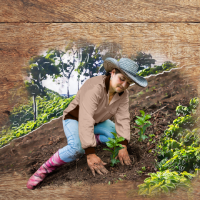 200x200-nescafe-plan-sustainability