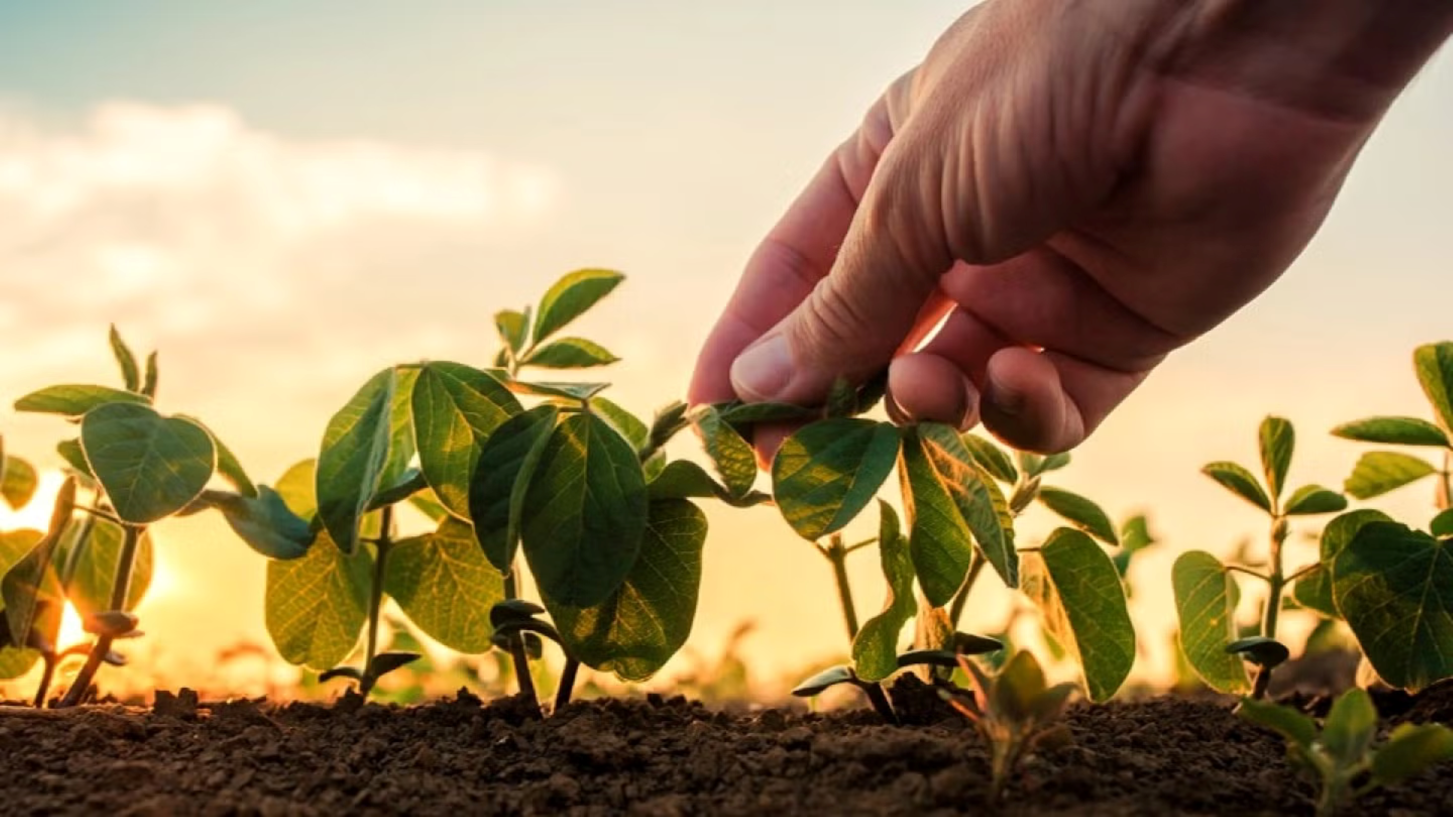 Regeneratívne poľnohospodárstvo podporuje zdravie pôdy a zlepšuje biodiverzitu.